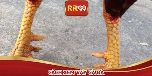 Cách Xem Vẩy Gà Đá - Bí Kíp Chọn Chiến Kê Bách Thắng